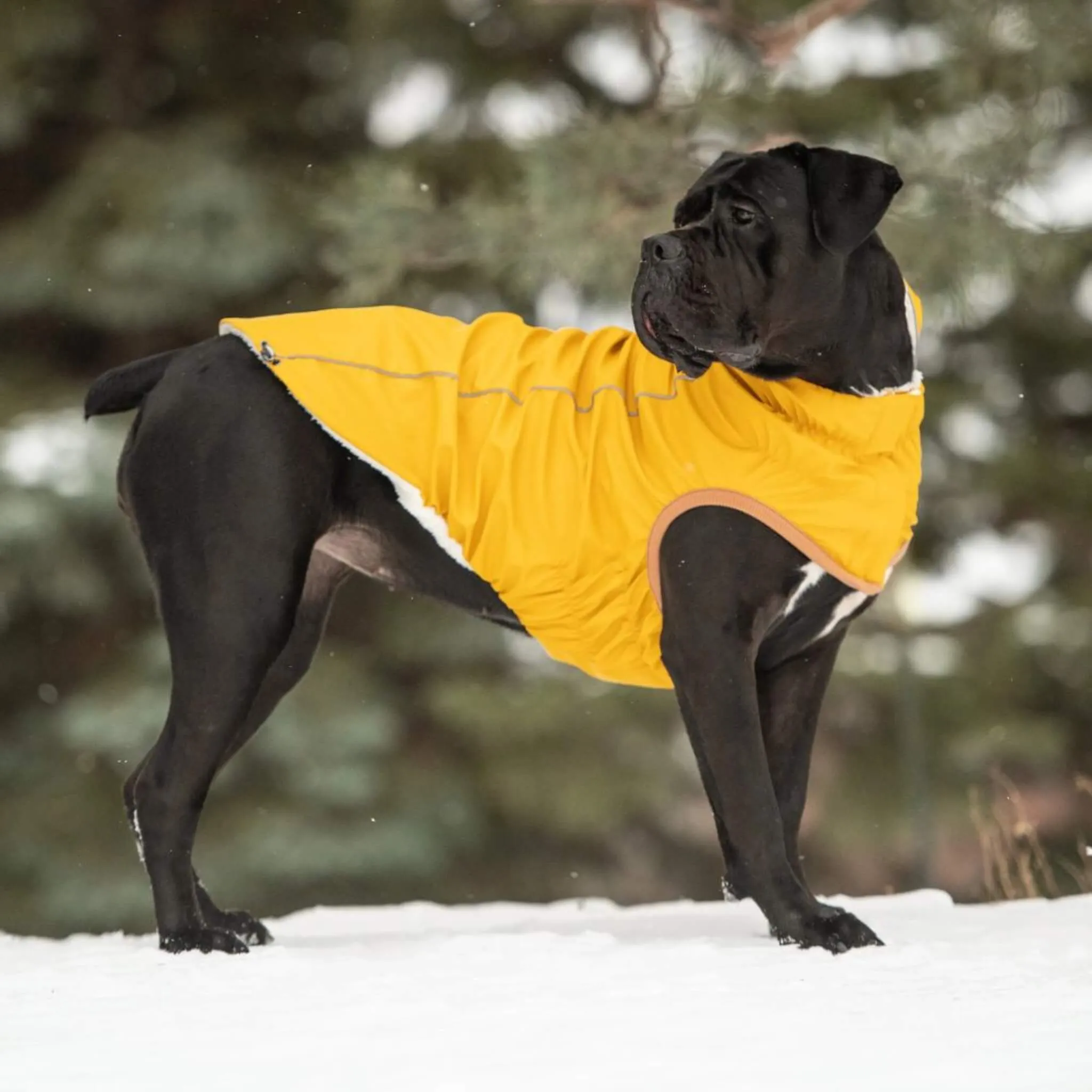 Insulated Dog Raincoat - Yellow